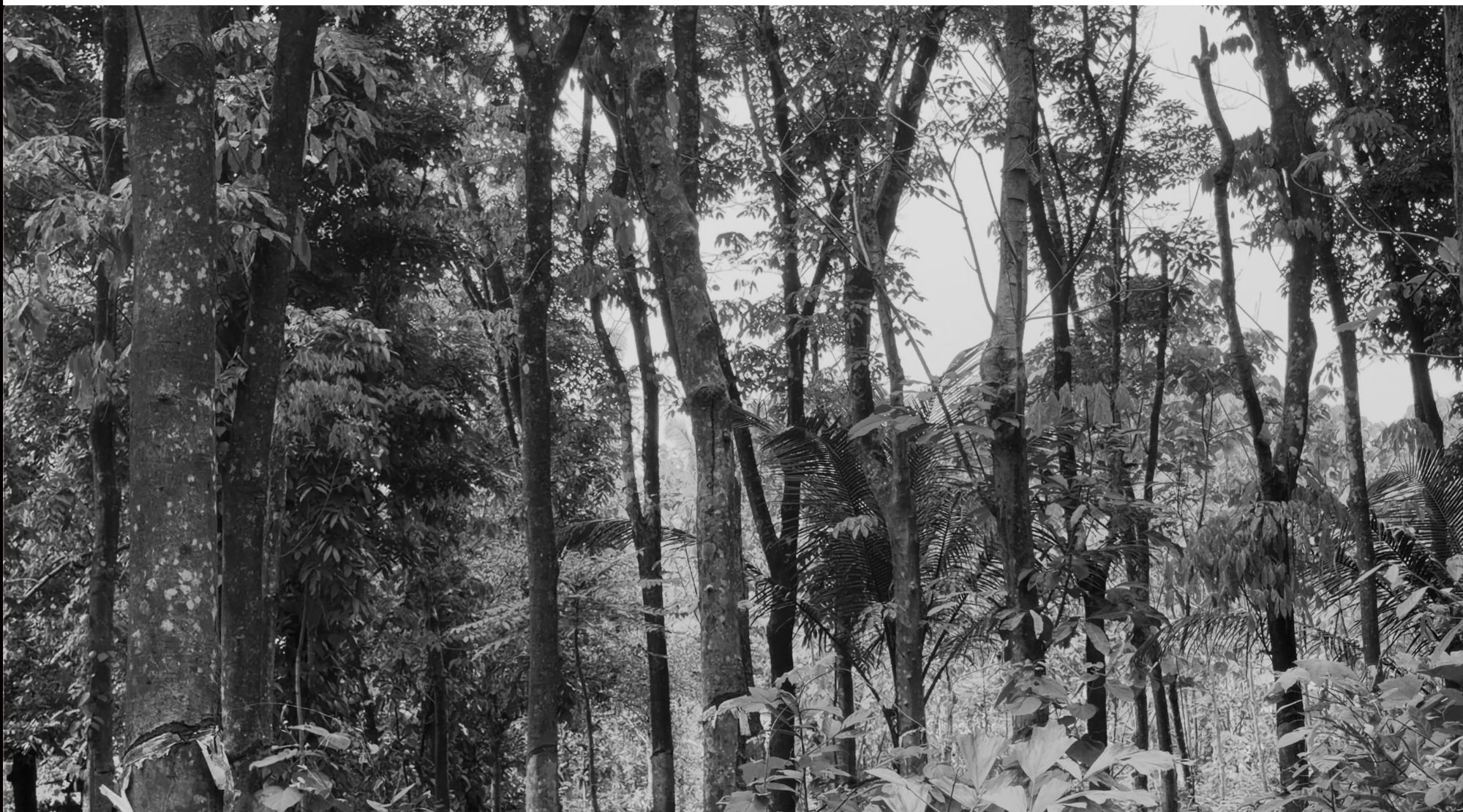 imagined environments